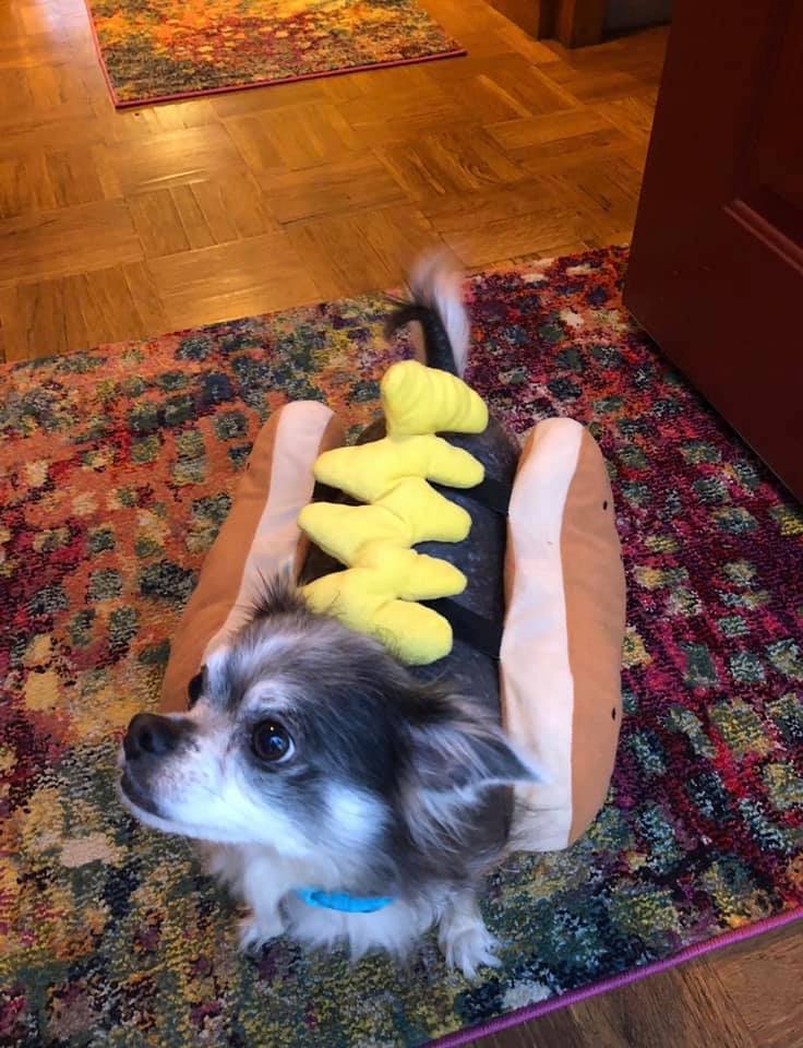 A dog dressed as a hot dog with mustard