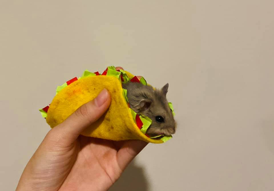 A hamster dressed as a taco