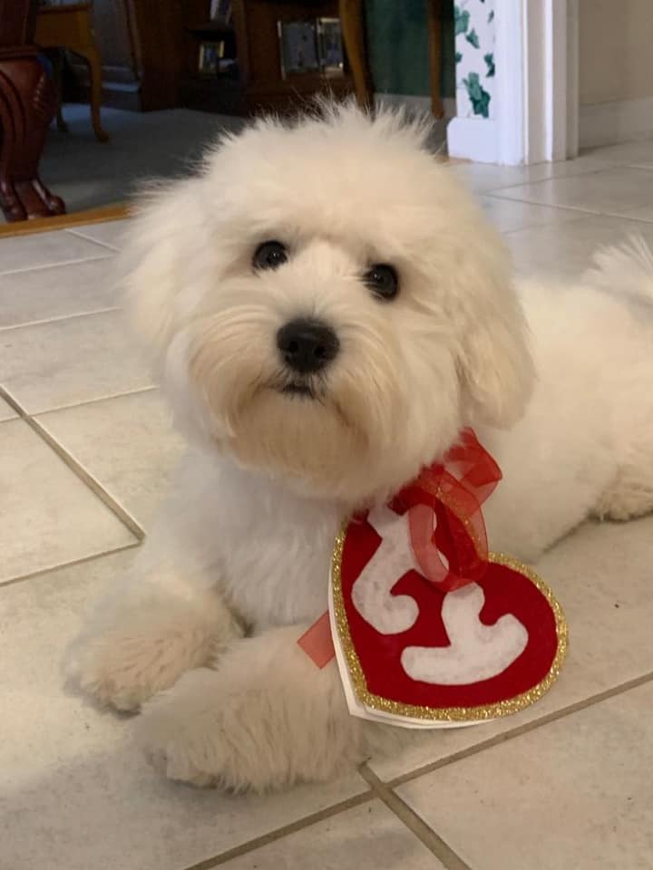 A fluffy white dog with a ty tag