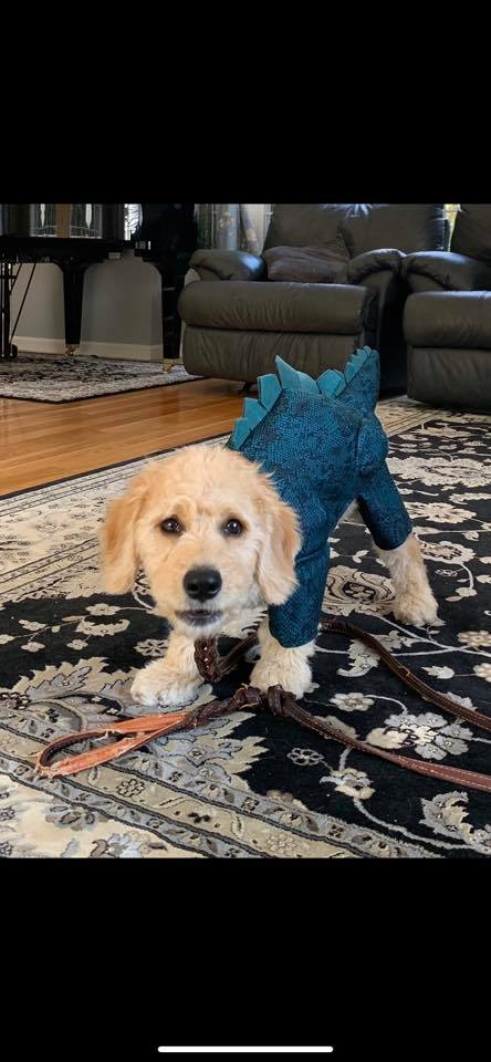 A puppy dressed as a dinosaur