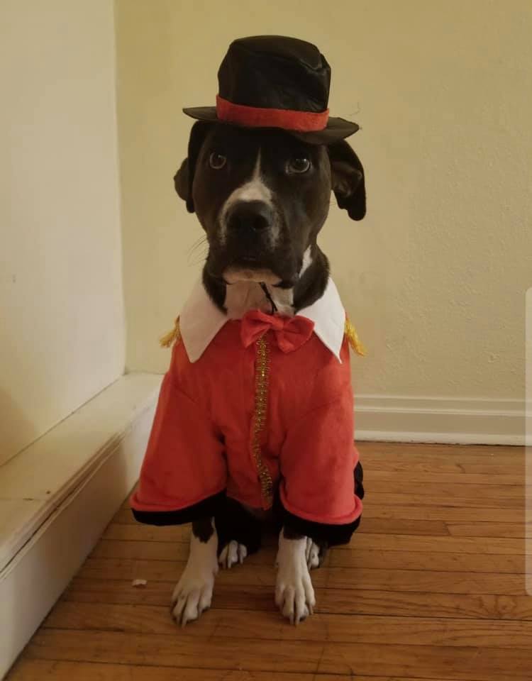 A dog dressed as a ringleader, with a bowler hat