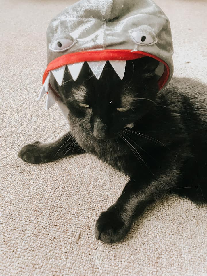 A black cat wearing a shark hood