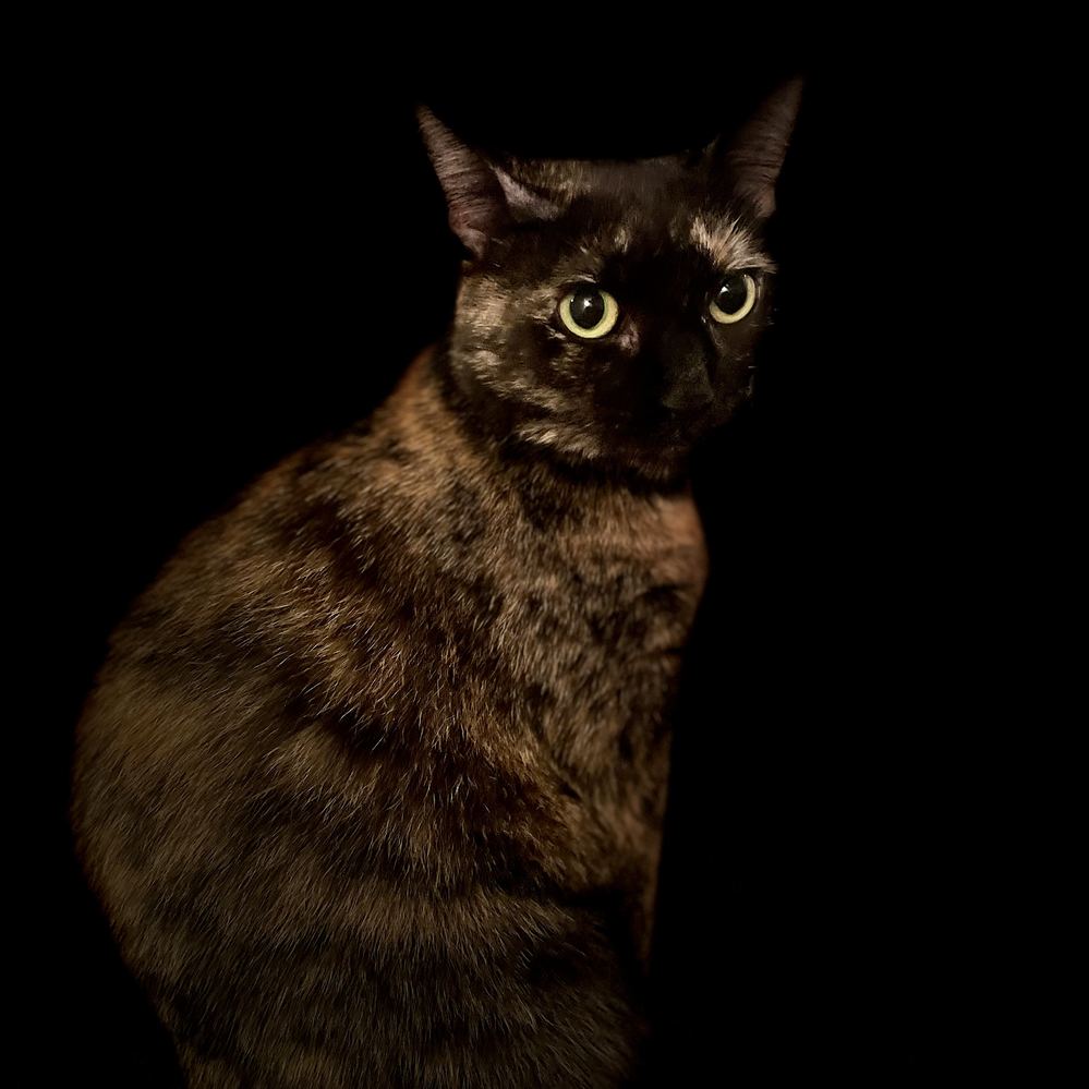 Havana, my beautiful cat